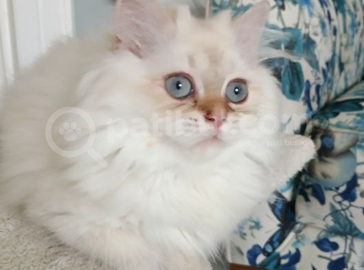 Muhteşem Güzellikte  Golden Longhair görsel