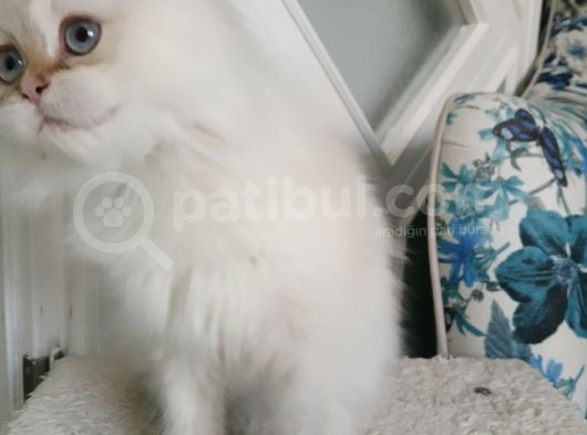 Muhteşem Güzellikte  Golden Longhair görsel