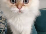Muhteşem Güzellikte  Golden Longhair