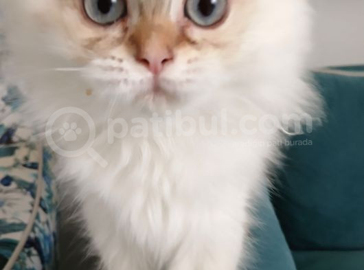 Muhteşem Güzellikte  Golden Longhair görsel