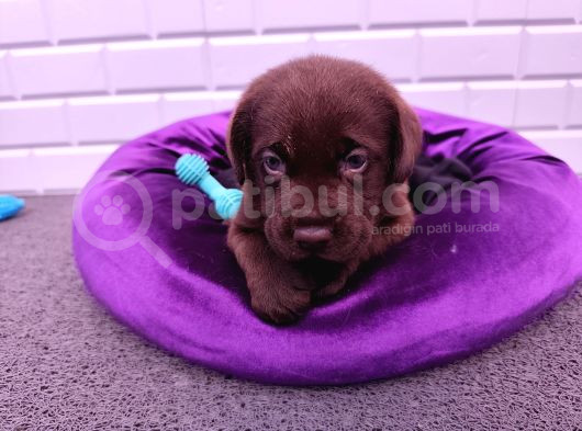 Şapşik Labrador Yavrularımız görsel