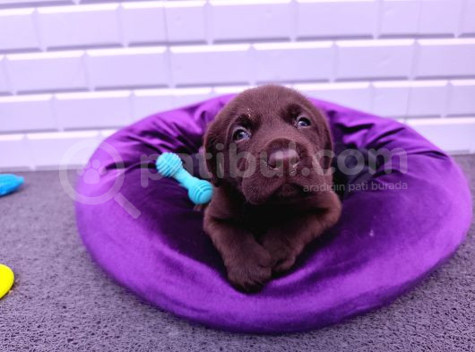 Şapşik Labrador Yavrularımız görsel