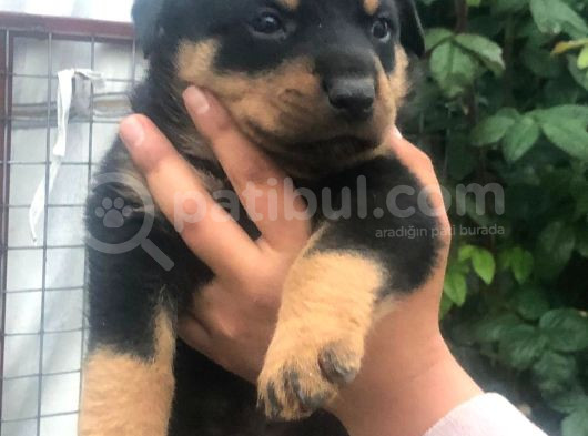 Koca Kafa Macar Rot görsel