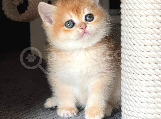 Şahane Golden Ny12 British Shorthair görsel