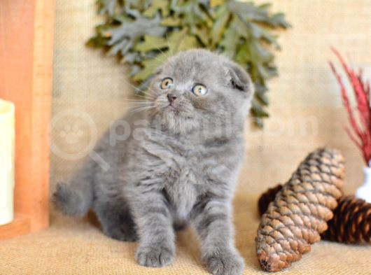 Yuvarlak Kafa Gri Scottish Fold Shorthair görsel