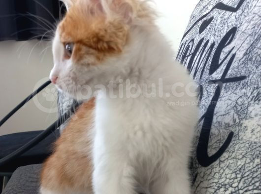 Behlül Yuva Arıyor
