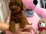 En Tatlıı Toy Poodle Yavrular