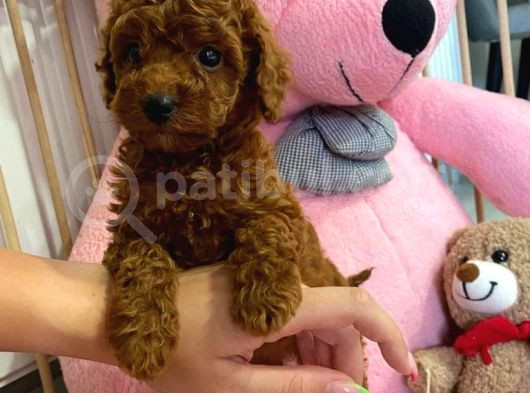 En Tatlıı Toy Poodle Yavrular görsel