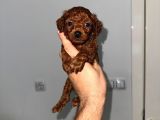 Korekan Teacup Poodle Bebekler