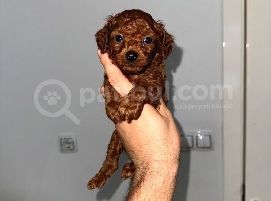 Korekan Teacup Poodle Bebekler görsel