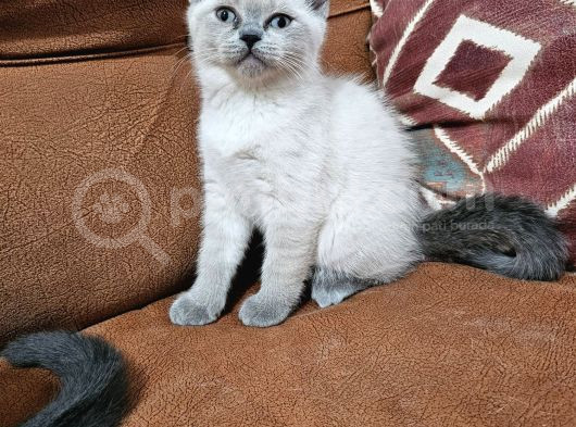2 Aylık British Yavrularımız görsel