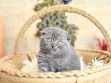 Yuvarlak Kafa Gri Scottish Fold Shorthair