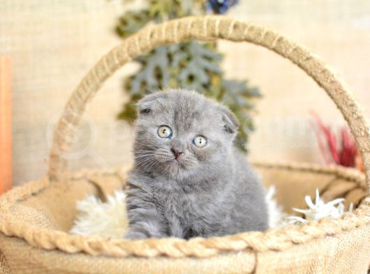 Yuvarlak Kafa Gri Scottish Fold Shorthair