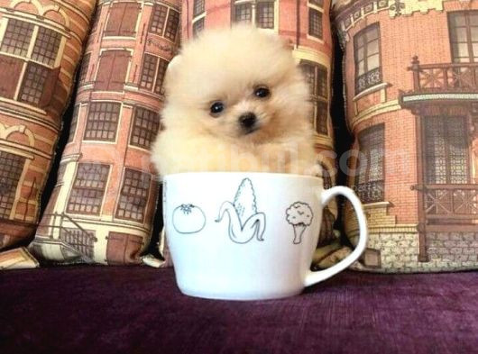 Pomerrian Boo Yavrularımız 0 Numara