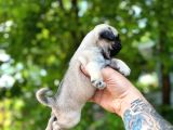 Pug bebekler