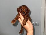 Korekan teacup poodle bebekler