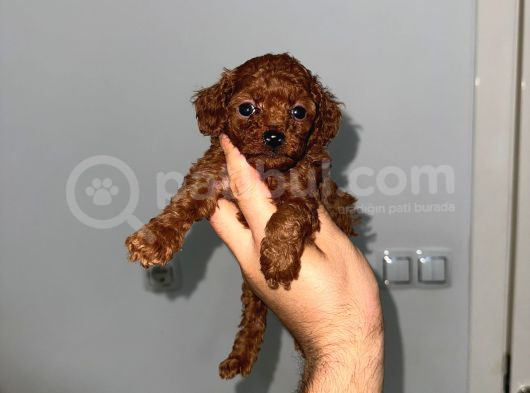 Korekan Teacup Poodle Bebekler