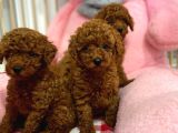 En Tatlıı toy poodle yavrular