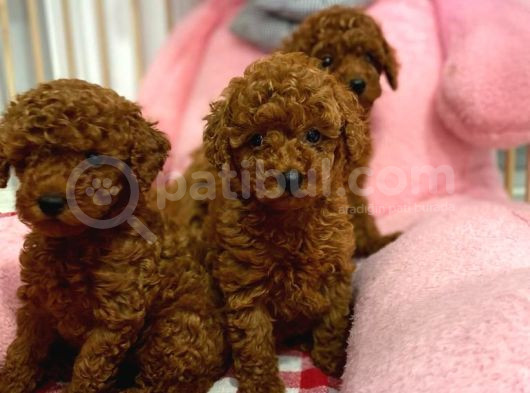 En Tatlıı Toy Poodle Yavrular