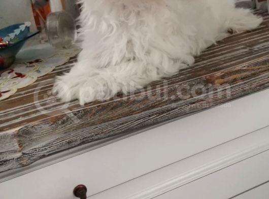 Kore Maltese A Şecereli Erkek Yavrular