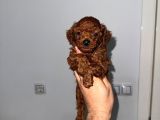 Korekan Teacup Poodle Bebekler