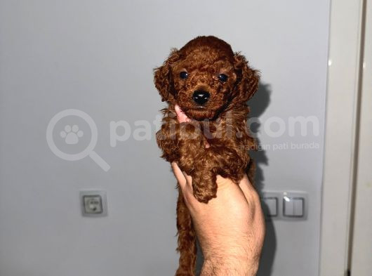 Korekan Teacup Poodle Bebekler görsel