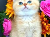 Lisanslı Üretim Evinden British Shorthair Golden