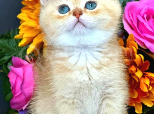 Lisanslı Üretim Evinden British Shorthair Golden görsel