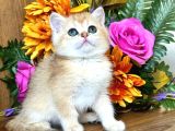 Lisanslı Üretim Evinden British Shorthair Golden