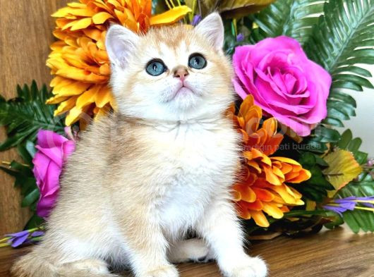 Lisanslı Üretim Evinden British Shorthair Golden görsel