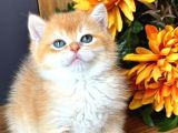 Lisanslı Üretim Evinden British Shorthair Golden