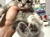 TOMBİK SURATLI BEBEK TESLİME HAZIR