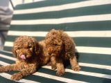 Aşılı erkek poodle bebekler