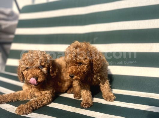 Aşılı Erkek Poodle Bebekler