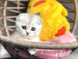 Safkan Scottish Fold