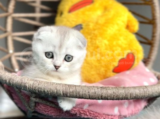 Safkan Scottish Fold