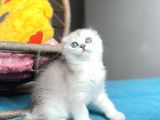 Safkan Scottish Fold