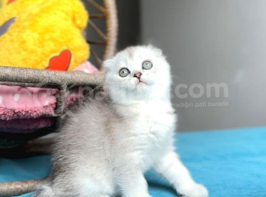 Safkan Scottish Fold görsel