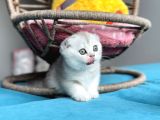 Safkan Scottish Fold