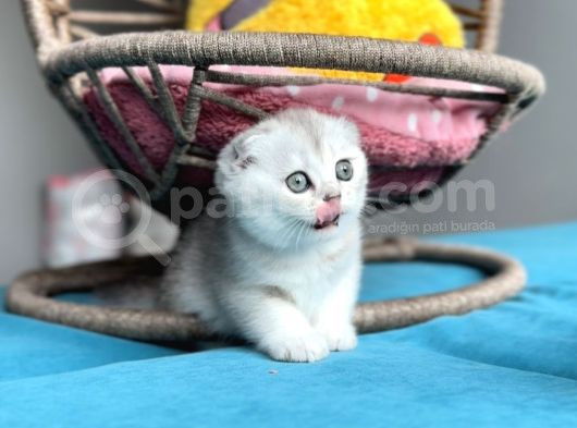 Safkan Scottish Fold görsel