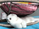 Safkan Scottish Fold