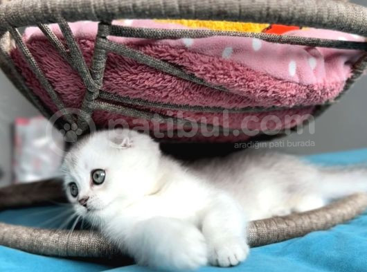 Safkan Scottish Fold görsel