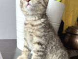 British Shorthair Iki Aylık  Erkek 