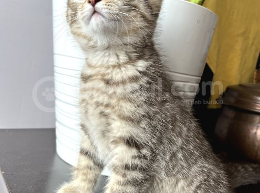British Shorthair Iki Aylık  Erkek  görsel