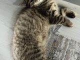 British Shorthair Iki Aylık  Erkek 