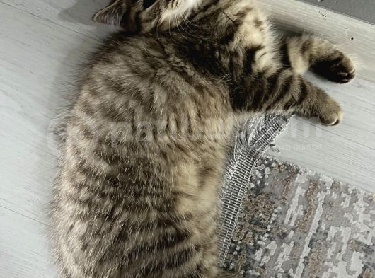 British Shorthair Iki Aylık  Erkek  görsel