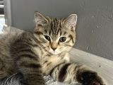 British Shorthair Iki Aylık  Erkek 