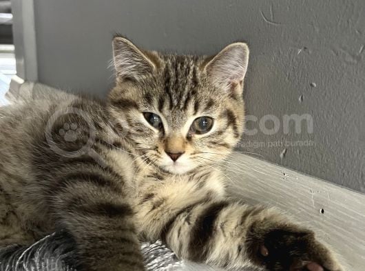 British Shorthair Iki Aylık  Erkek  görsel
