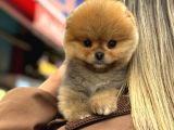 Pomeri̇an Boo Yavrulari