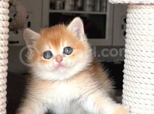 Şahane Golden Ny12 British Shorthair görsel